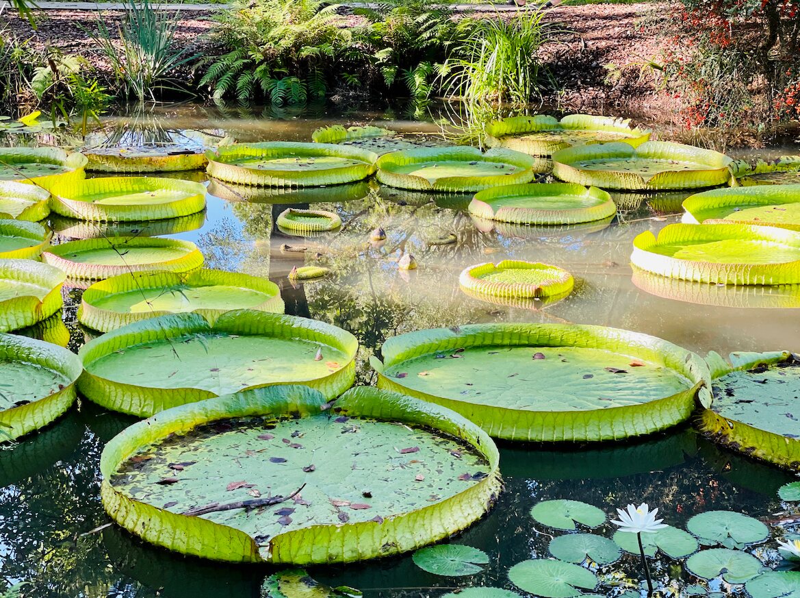 Large water lilies in a Gainesville garden