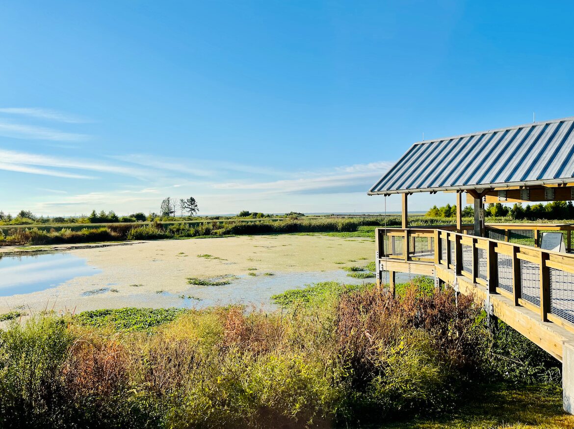 Wetland overlook in Gainesville